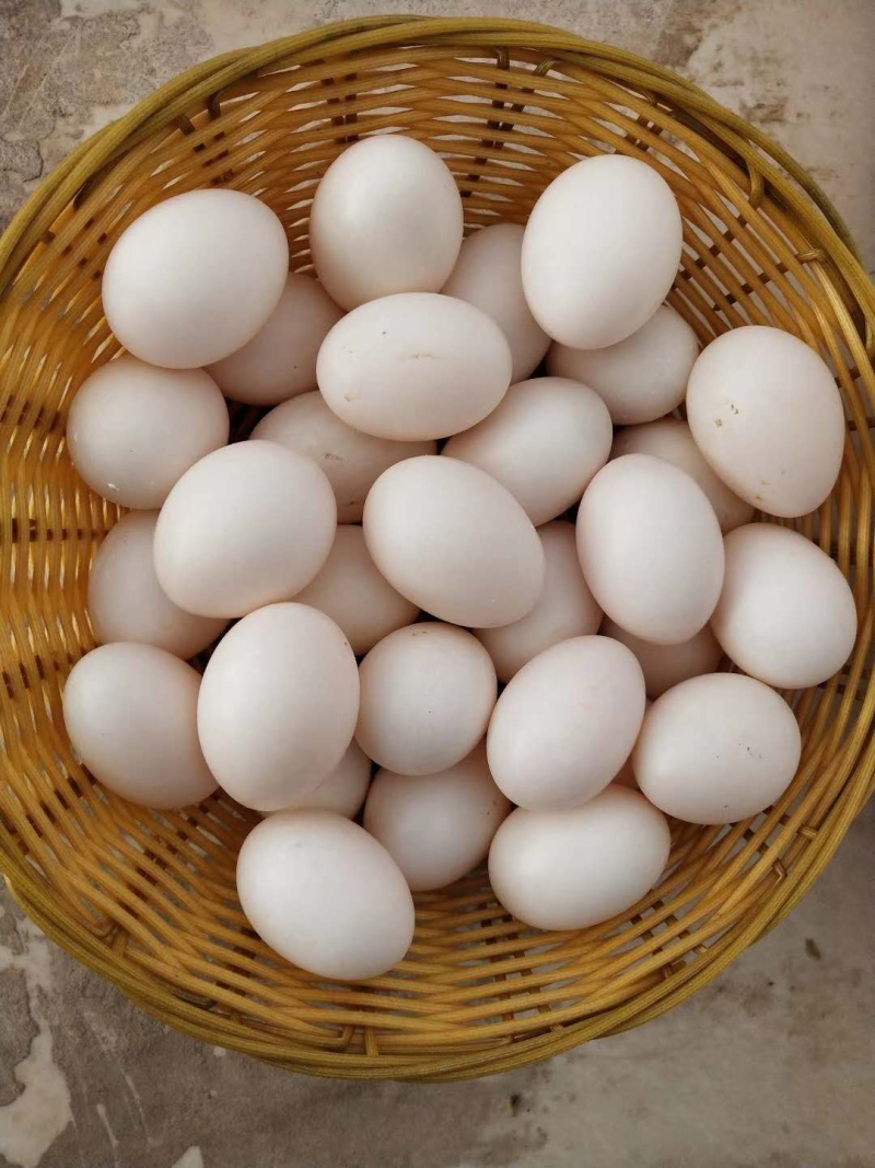 鸽子蛋