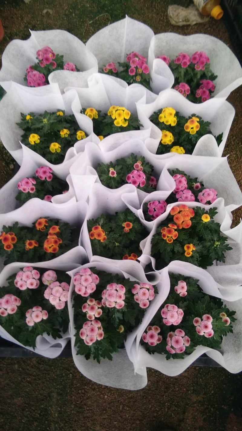 荷兰菊颜色全质量好欢迎订购四季开花养护简单