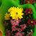 荷兰菊颜色全质量好欢迎订购四季开花养护简单