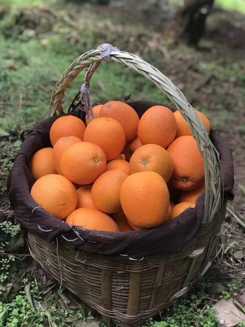 秭归脐橙纽荷尔果面干净，水分充足，口感纯甜。