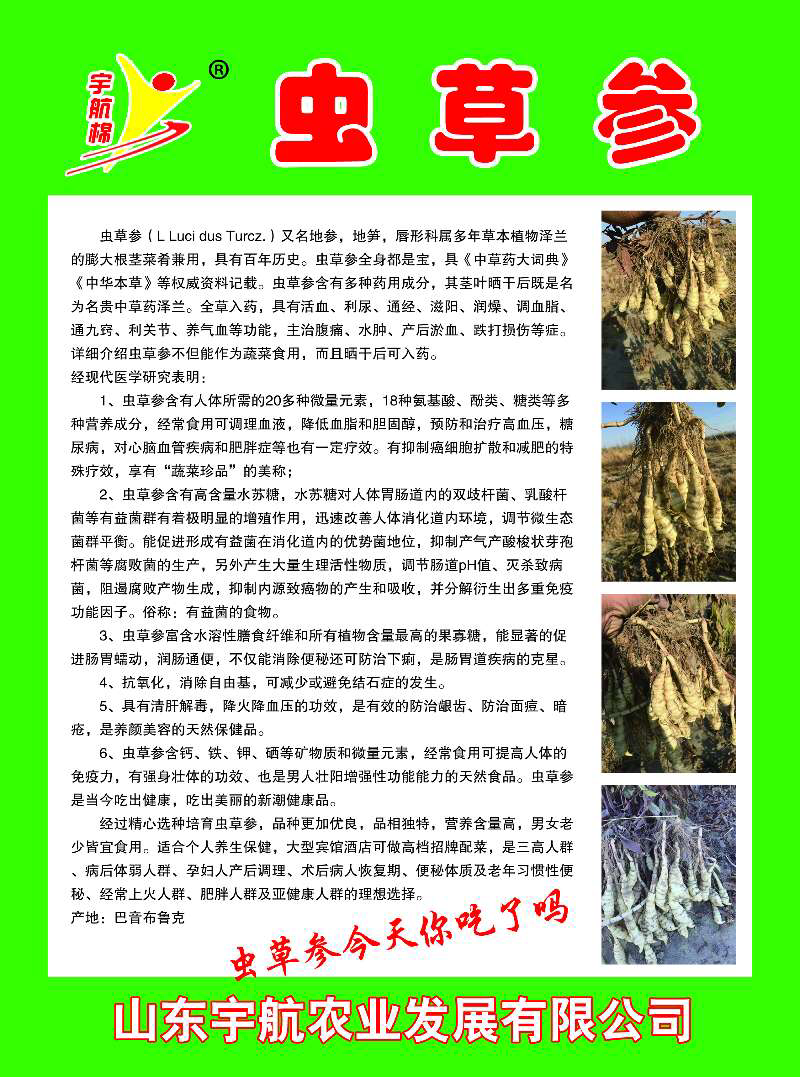 天山虫草参