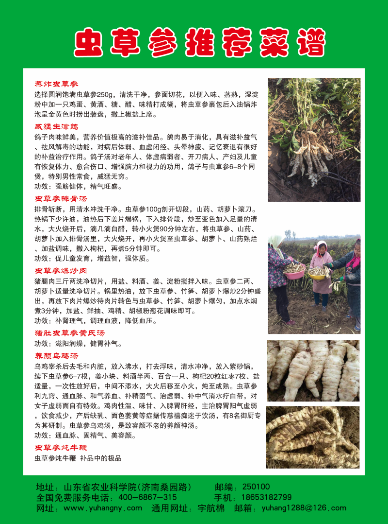 天山虫草参