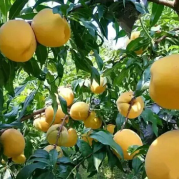 黄金蜜5号桃树苗保证纯度技术指导