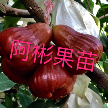 红莲雾果树苗黑糖芭比莲雾苗