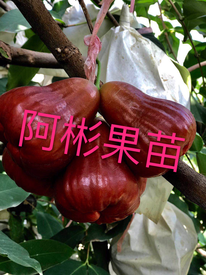 红莲雾果树苗黑糖芭比莲雾苗