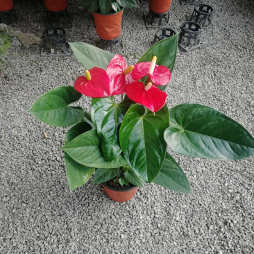 红掌特伦萨密西根红霸天皇冠马都拉粉掌品种齐全