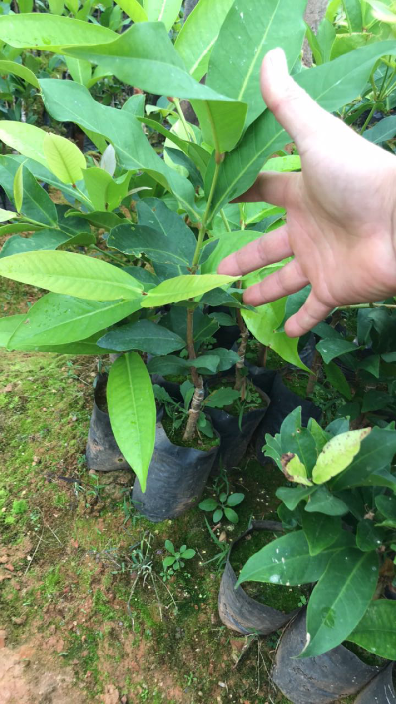 红莲雾果树苗黑糖芭比莲雾苗