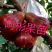 莲雾种苗黑糖芭比莲雾苗