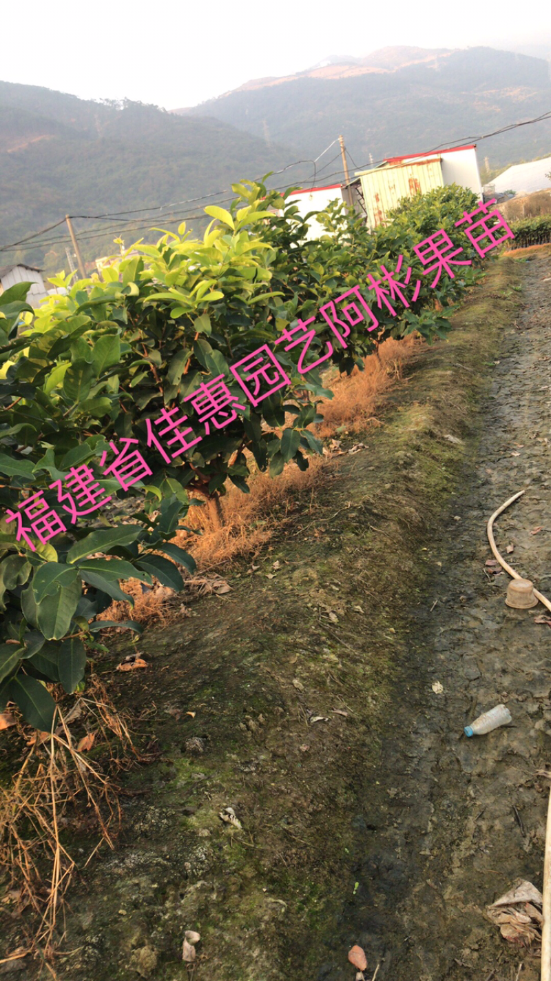 莲雾种苗黑糖芭比莲雾苗