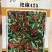 科光燕椒425朝天椒种子