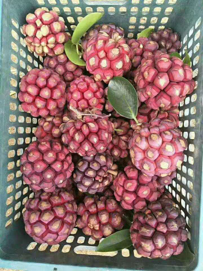 黑老虎