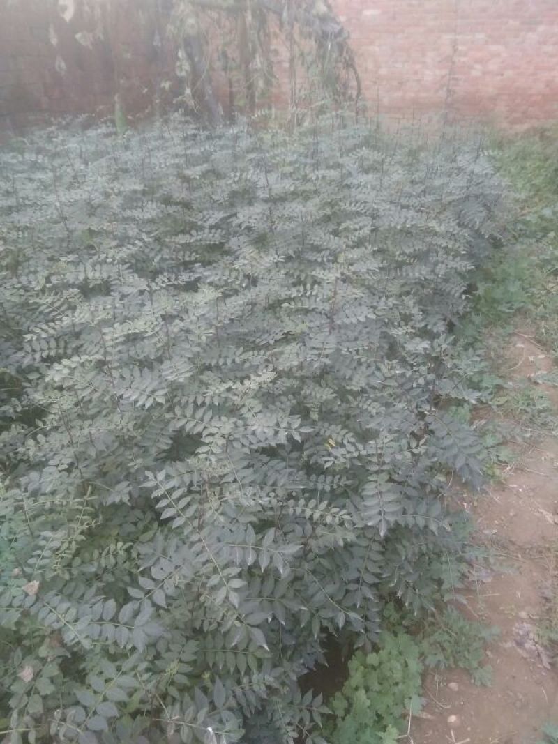 花椒苗1~2年