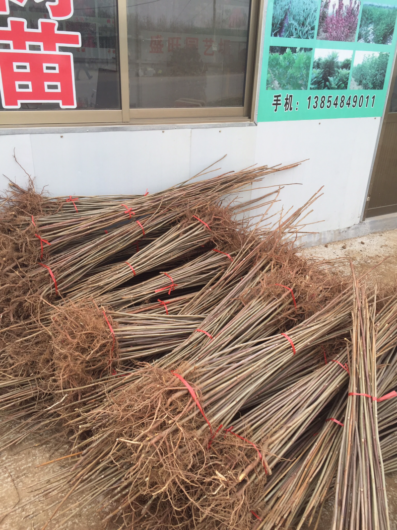 红油香椿苗入棚香椿可食用好规格全