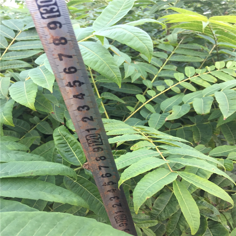 红油香椿苗入棚香椿可食用好规格全
