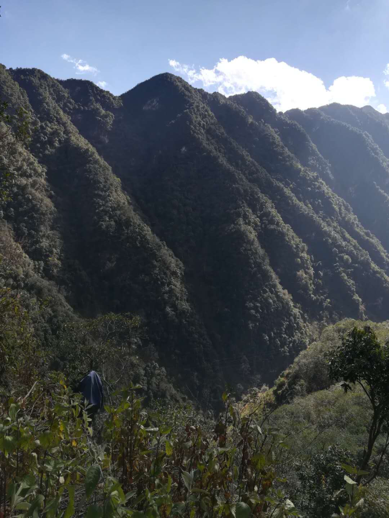 蜂蜜高黎贡山野生蜂蜜冬蜂蜜