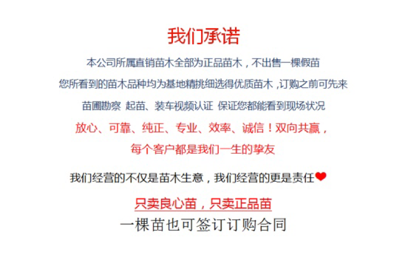 山楂树苗大五棱山楂口感酸甜规格齐全