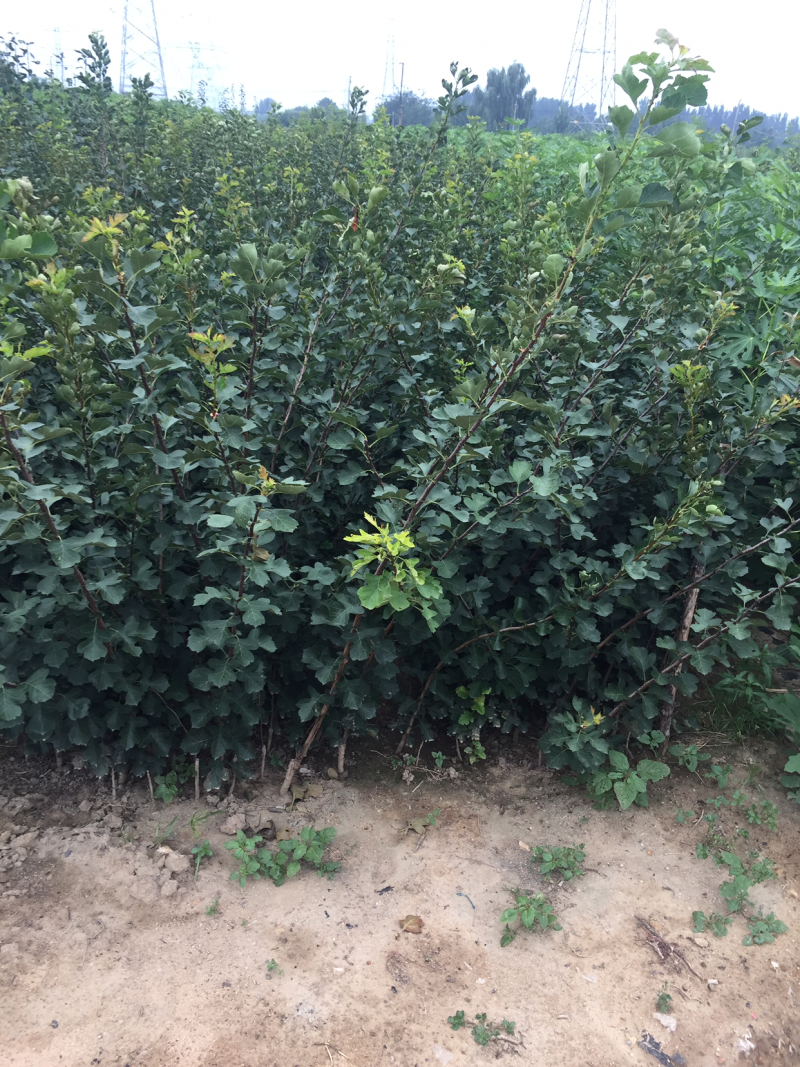 甜红子山楂苗甜山楂不酸肉质绵软