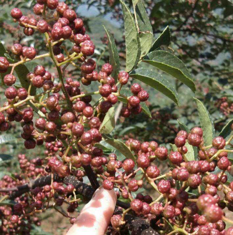 花椒怒江干花椒花椒批发