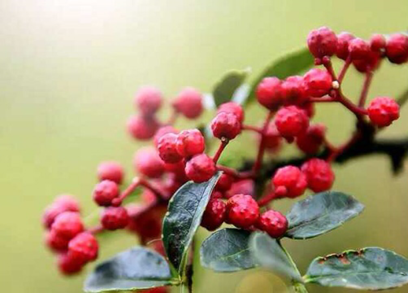 花椒怒江干花椒花椒批发