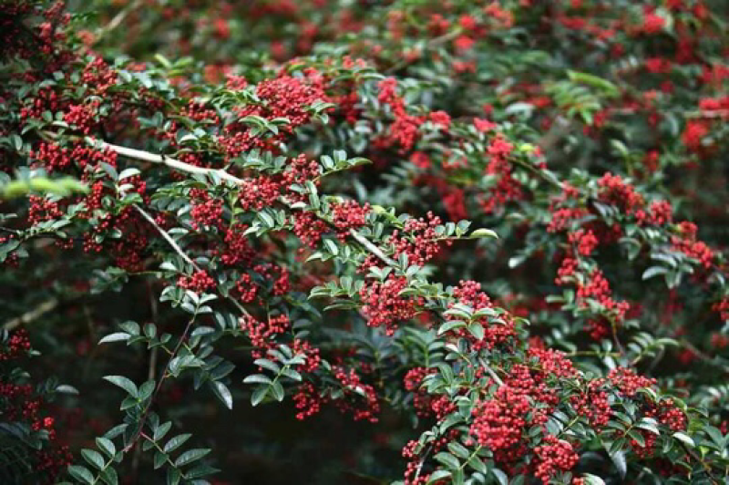 花椒怒江干花椒花椒批发