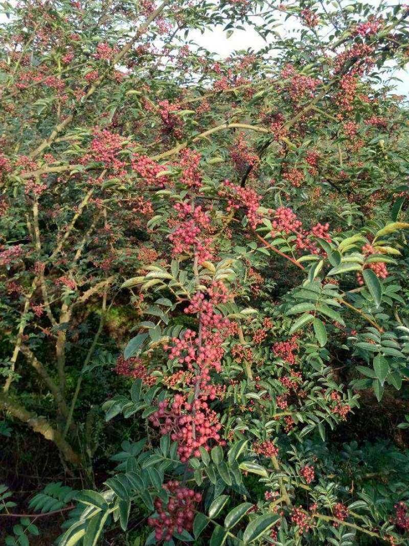 花椒怒江干花椒花椒批发