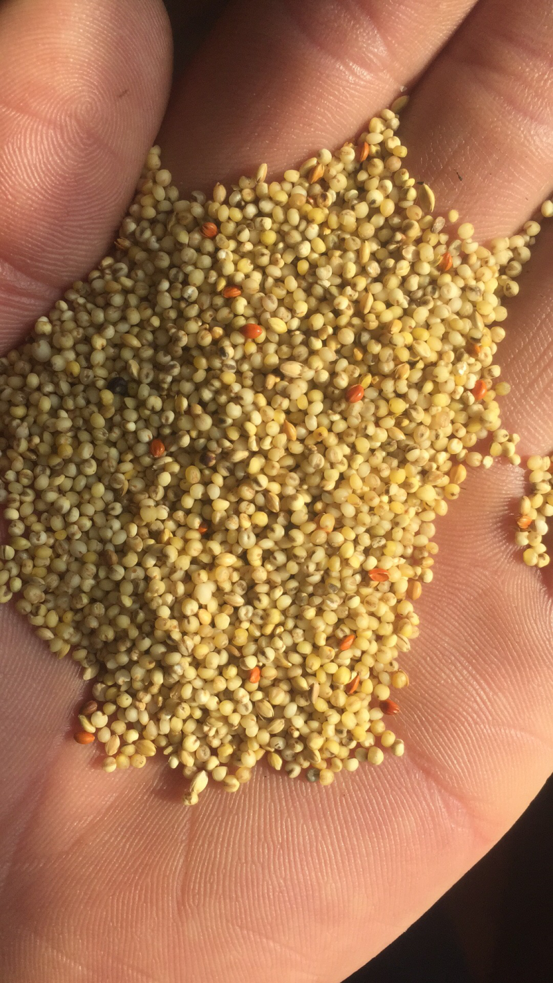 谷子，精品谷子，大批量发货，价格优惠，欢迎采购