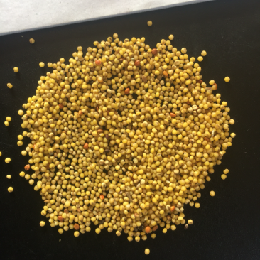 谷子，精品谷子，大批量发货，价格优惠，欢迎采购