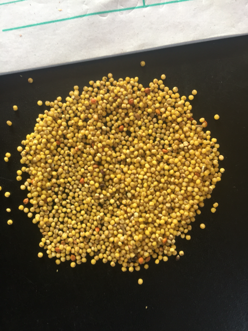 谷子，精品谷子，大批量发货，价格优惠，欢迎采购