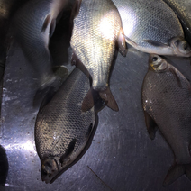 鳊鱼大量出售，规格0.5-1斤以上的原塘鳊鱼数量三万斤