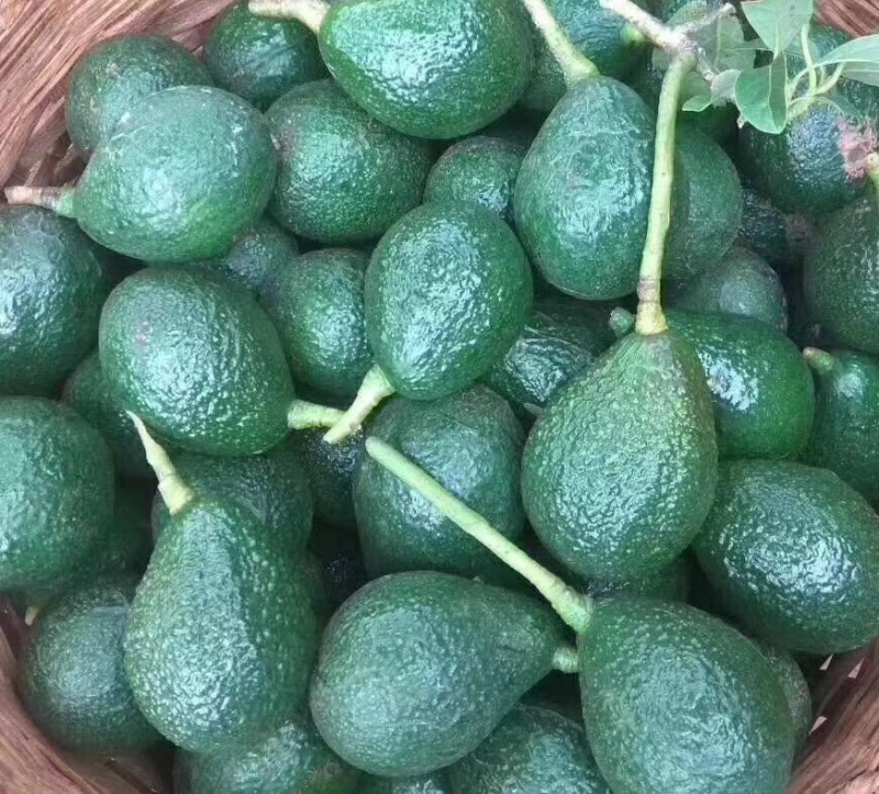 牛油果
