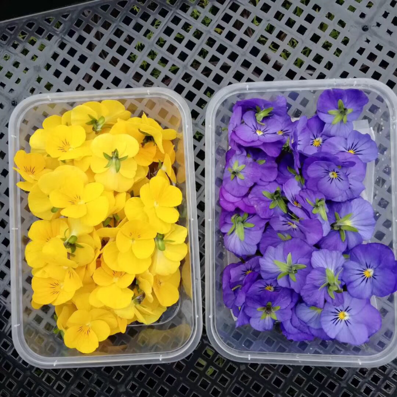 三色堇西餐点花角瑾花色多