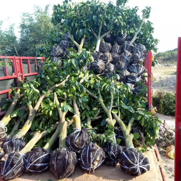 福建平和琯溪批发三红蜜柚挂果树，蜜柚大苗，红肉蜜柚挂果树