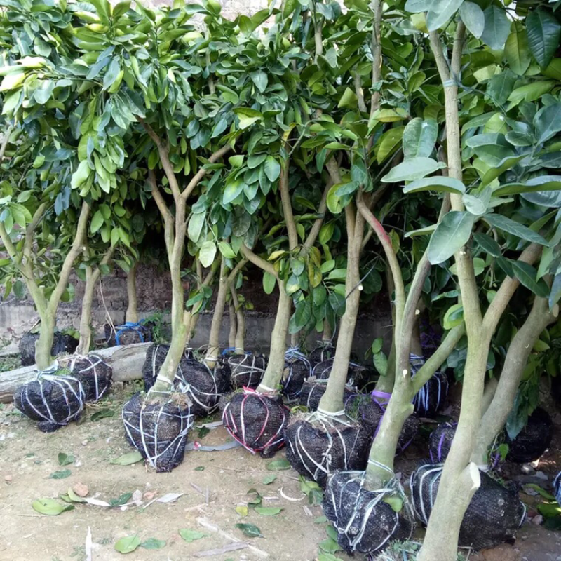 福建平和琯溪批发三红蜜柚挂果树，蜜柚大苗，红肉蜜柚挂果树