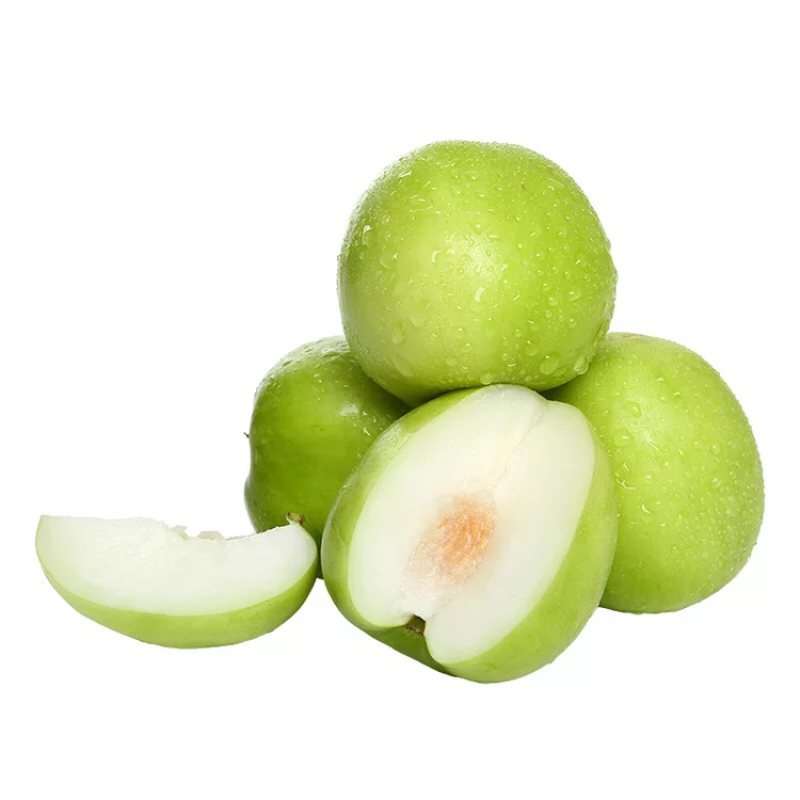 青枣苗，蜜丝枣苗，