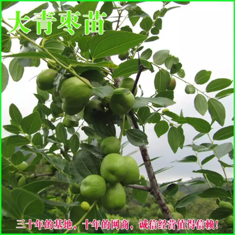 青枣苗，蜜丝枣苗，