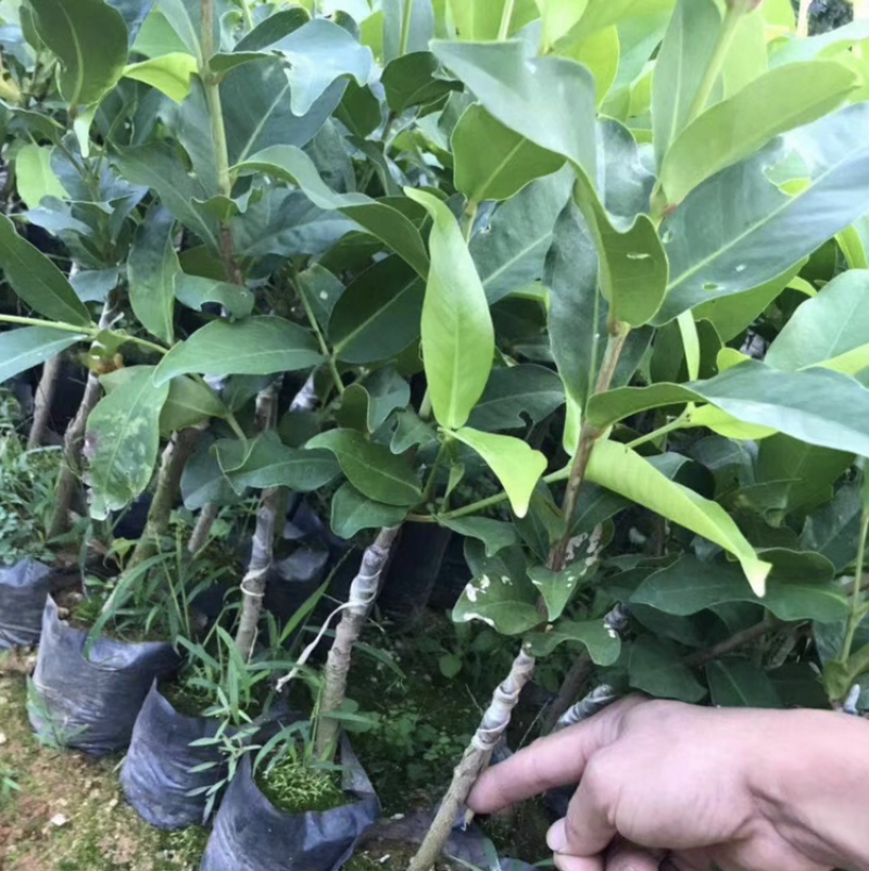 黑糖芭比莲雾苗袋苗，
