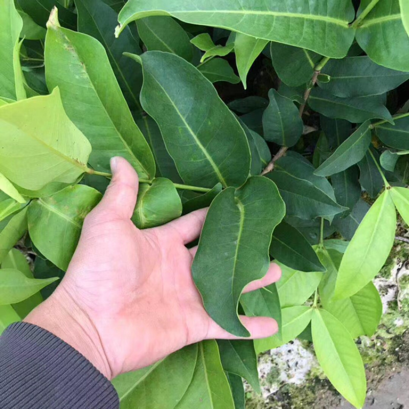 黑糖芭比莲雾苗袋苗，