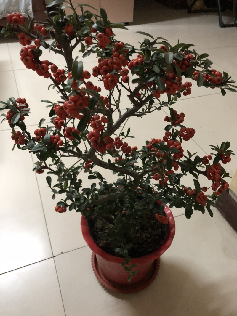吉祥果