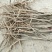 油牡丹苗20~30cm