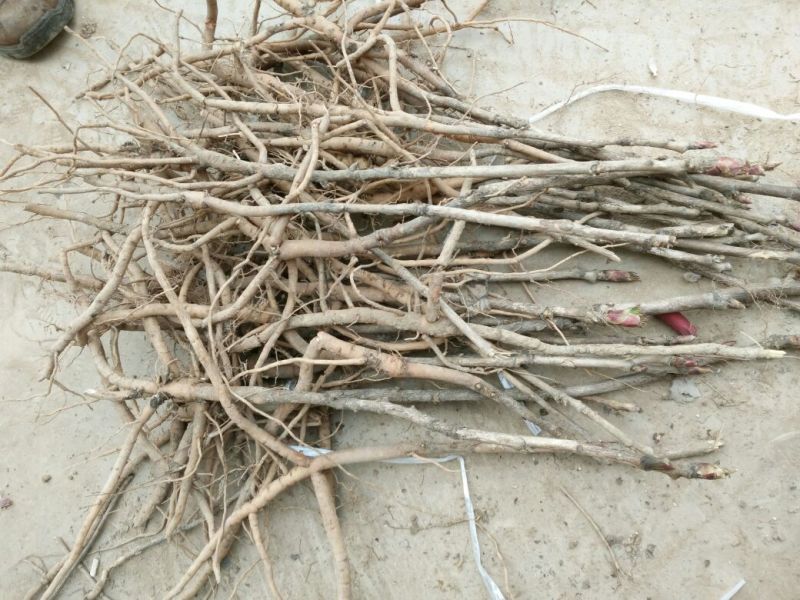 油牡丹苗20~30cm