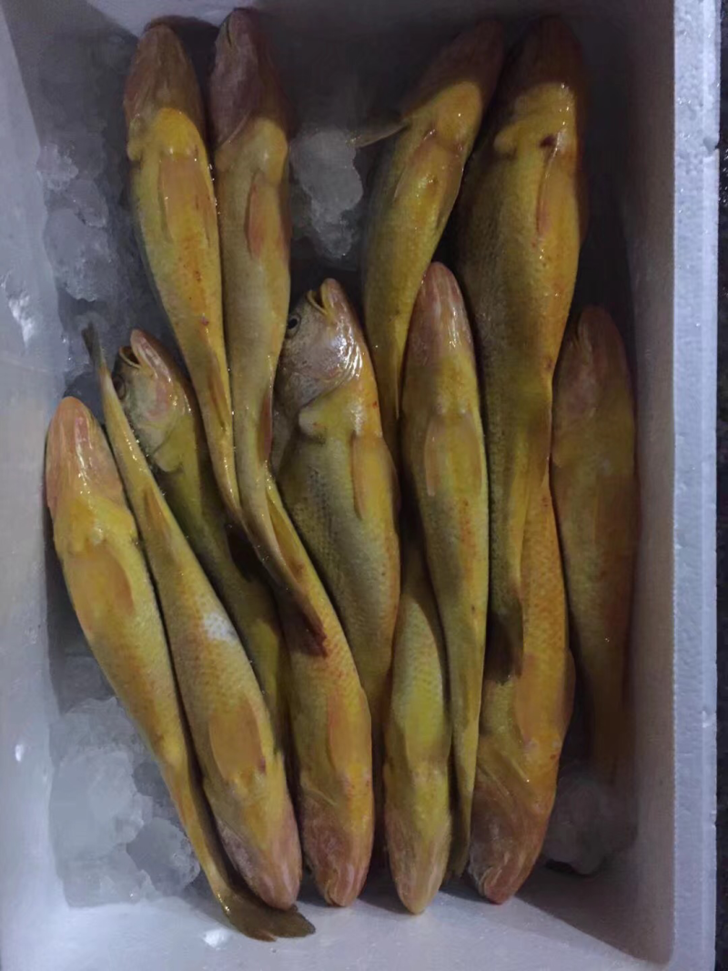 东海黄鱼