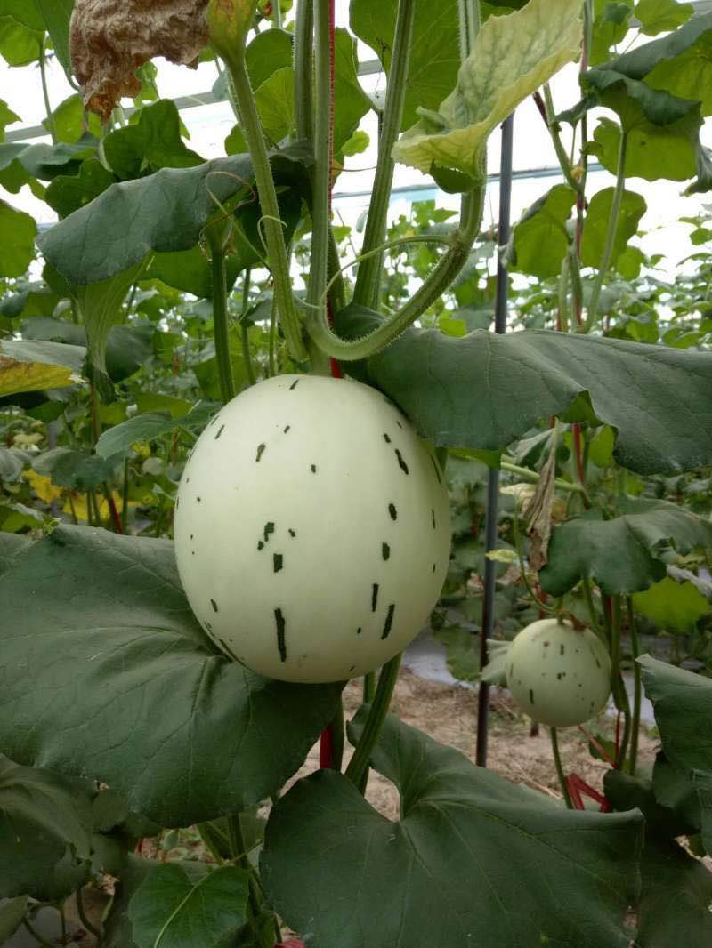 绿肉流星瓜