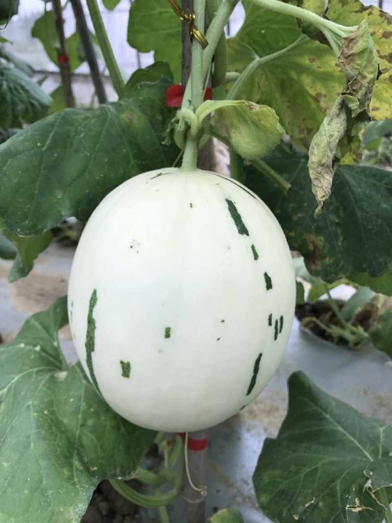 绿肉流星瓜