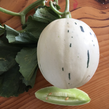 绿肉流星瓜