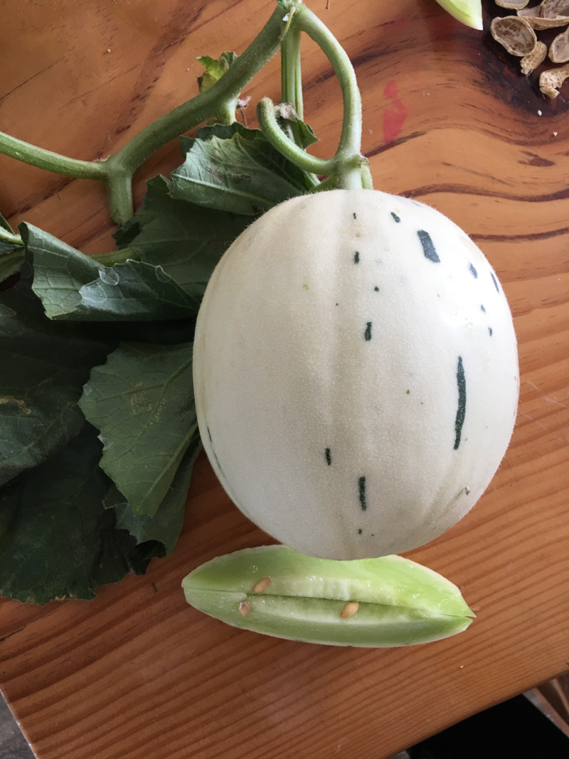 绿肉流星瓜