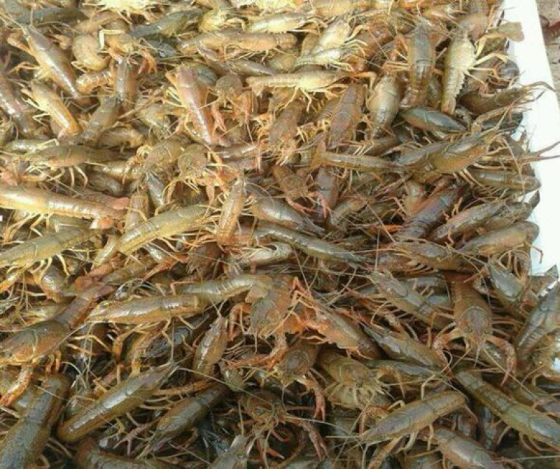 龙虾苗种虾