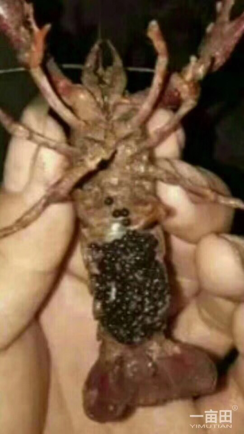 龙虾苗种虾