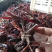 龙虾苗种虾