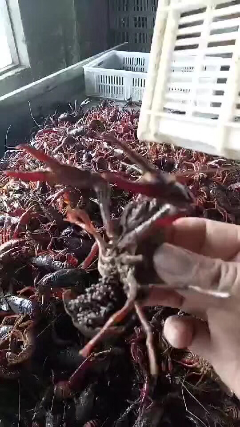 龙虾苗种虾