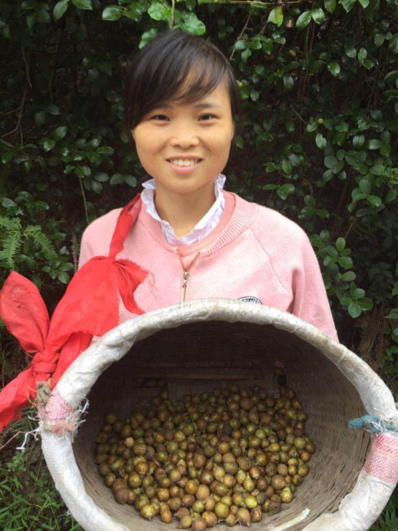 江西农家自榨山茶籽油山茶油老茶子油月子油茶仔油食用油